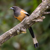 Rufous Treepie